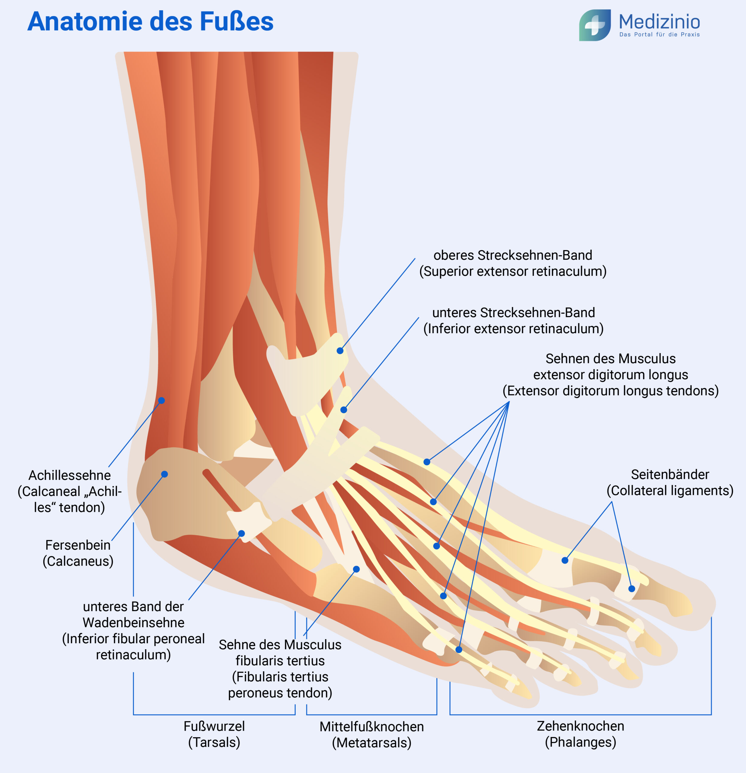 Fuß-Anatomie